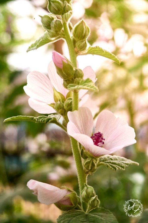 Marshmallow root