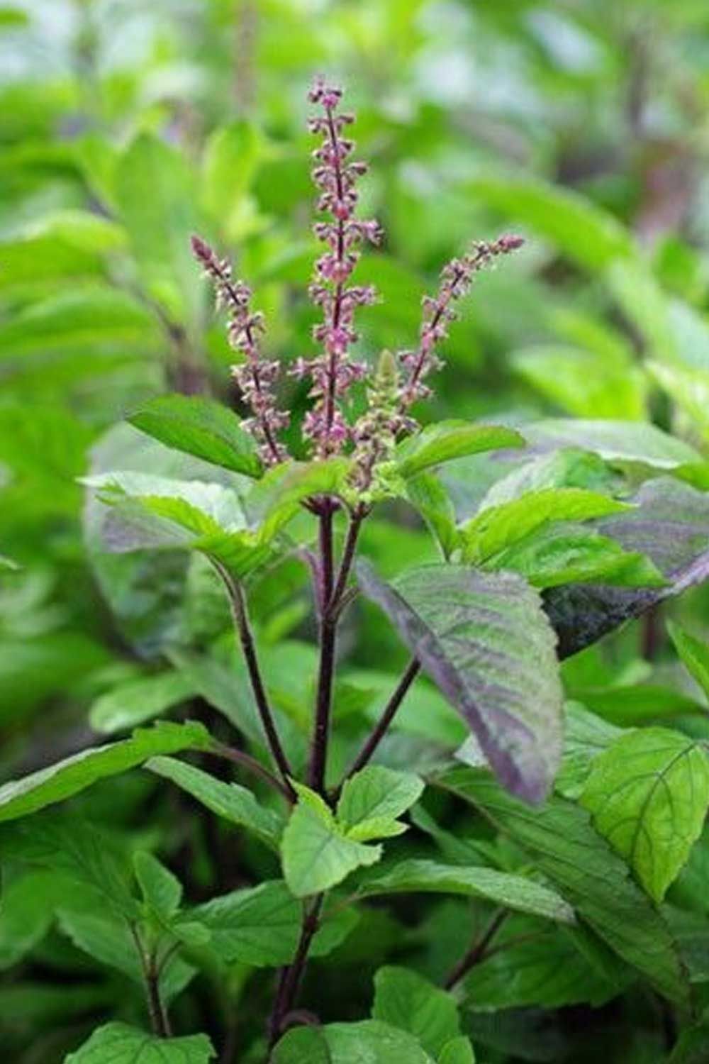 Tulsi