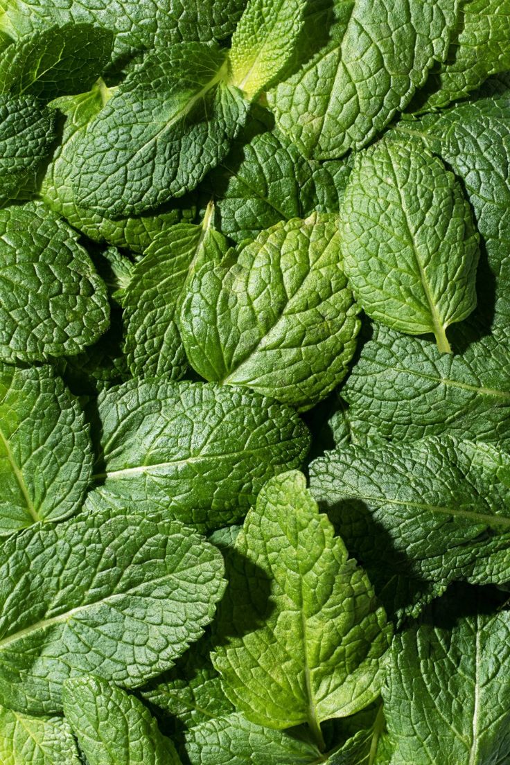 Mint