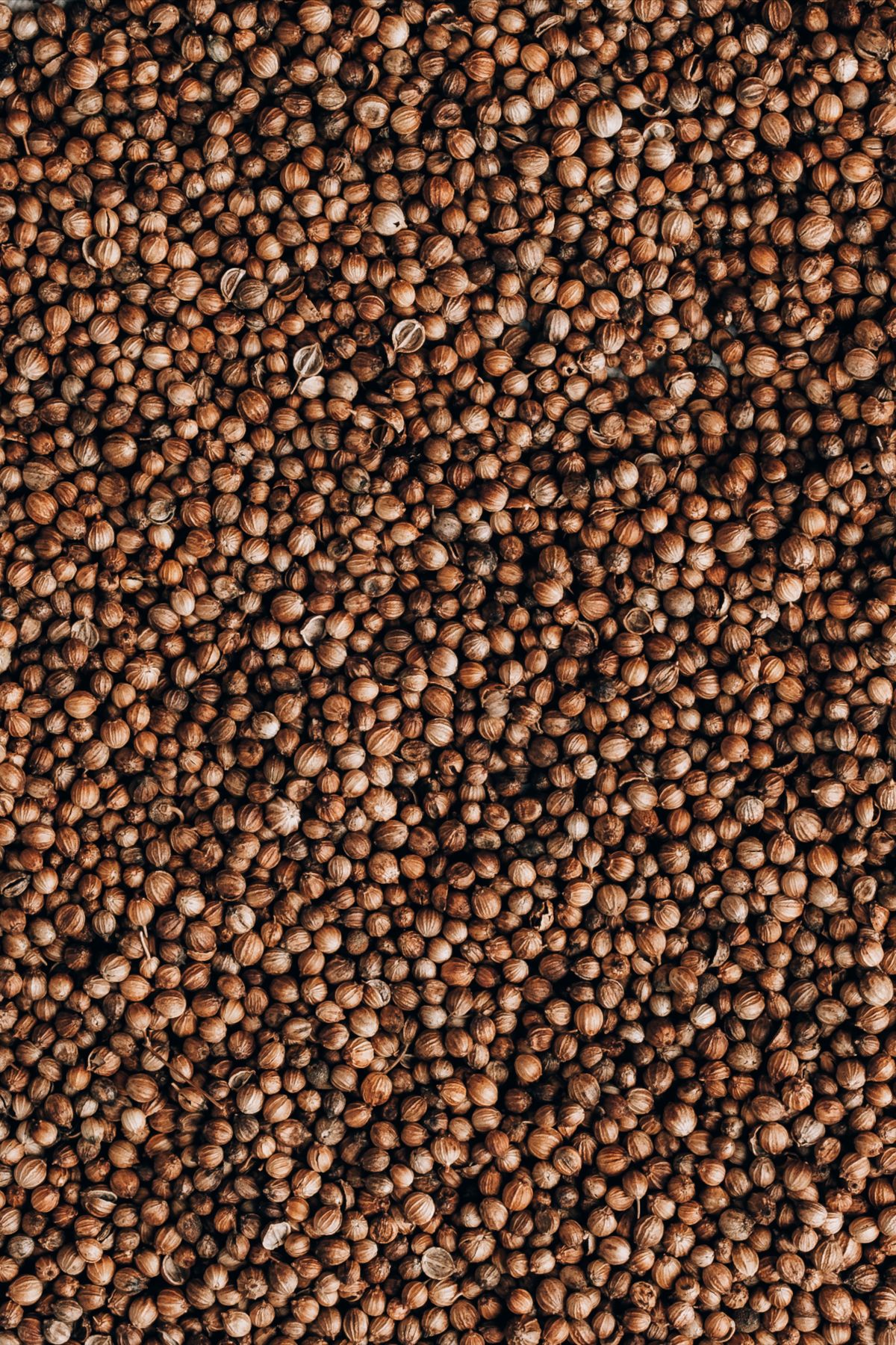 Coriander