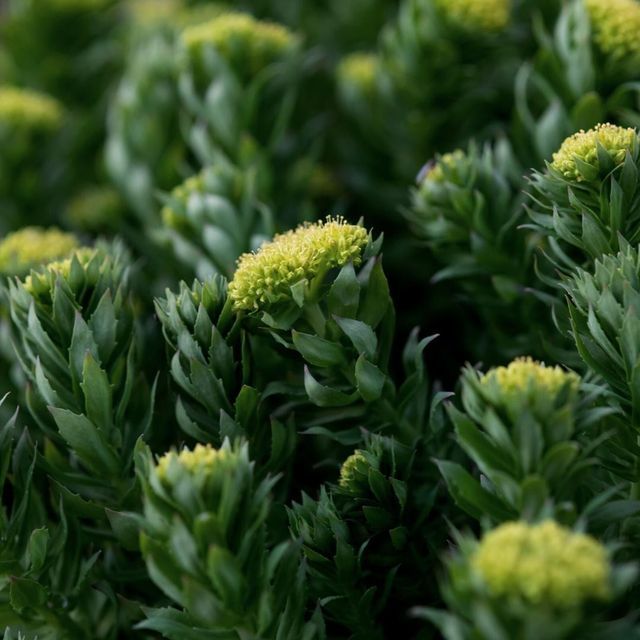 Rhodiola