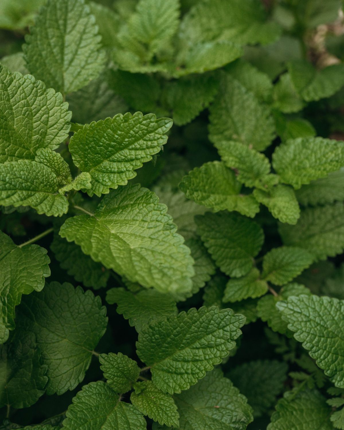 Lemon balm