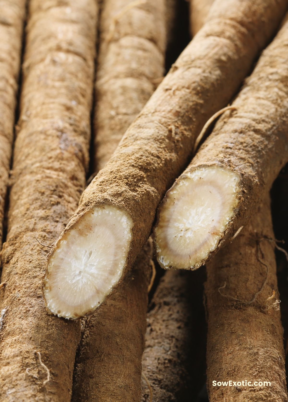 Burdock root