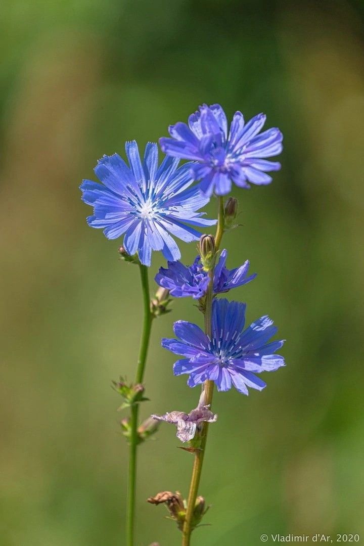 Chicory