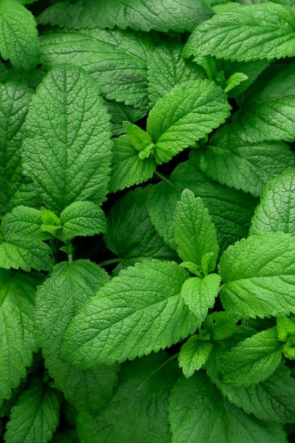 Peppermint